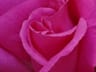 Profile picture of Luya's design